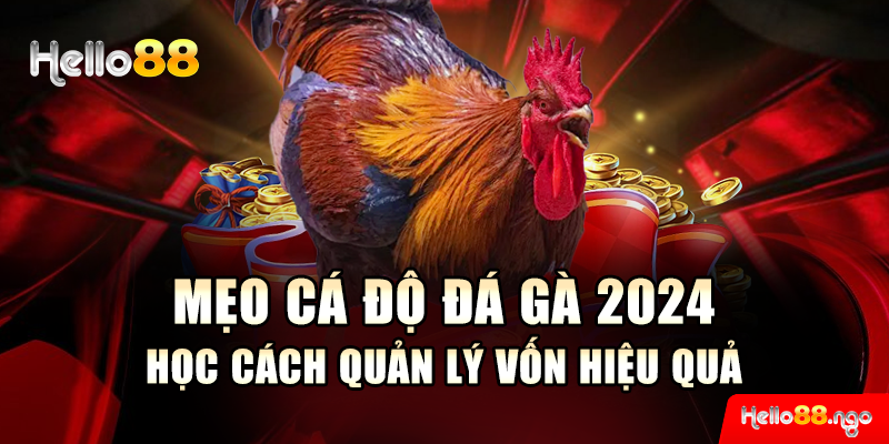 Mẹo cá độ đá gà 2024 – Học cách quản lý vốn hiệu quả