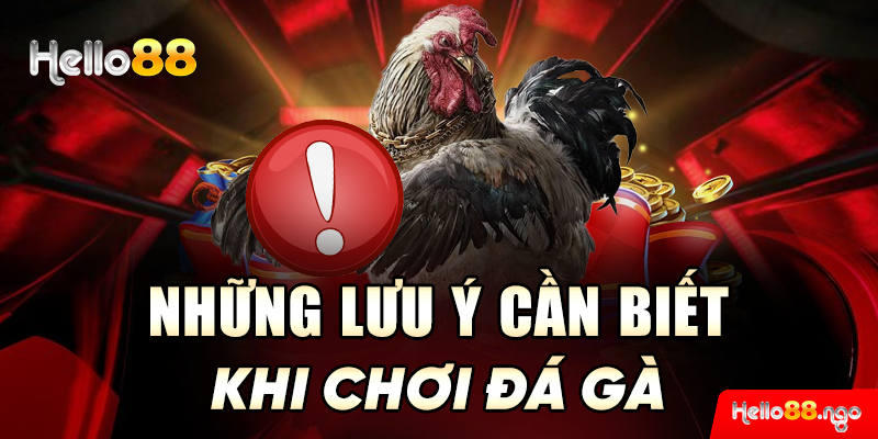 Những lưu ý cần biết khi chơi đá gà